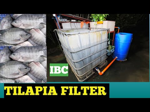 Video: Hvordan Lage Tilapia-fileter