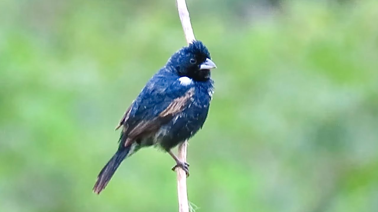 TIZIU CANTO ORIGINAL SOLTO NO MATO