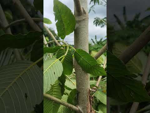 Video: Pokok Tidak Berdaun Keluar - Cara Mendapatkan Pokok Menumbuhkan Daun