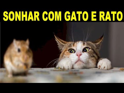 Vídeo: Estudo Mostra Que As Crianças Preferem Ter Ratos De Estimação A Gatos E Cachorros