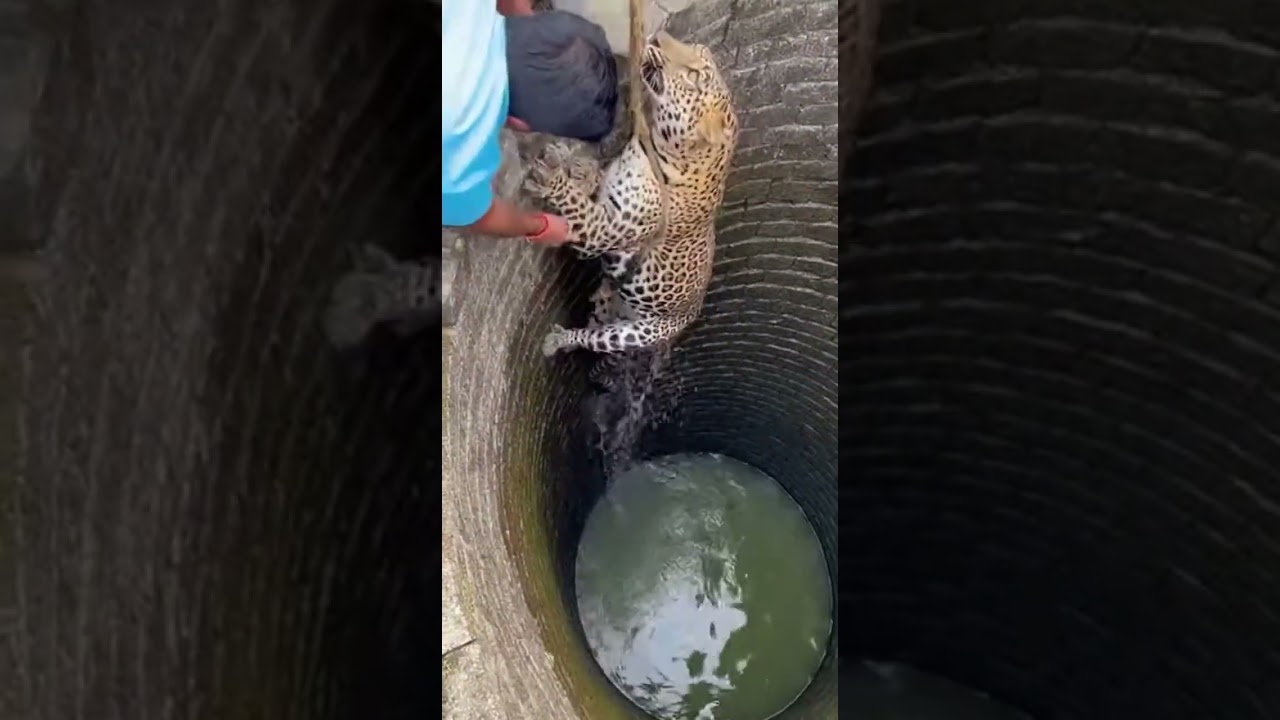 Неудачная попытка спасения леопарда