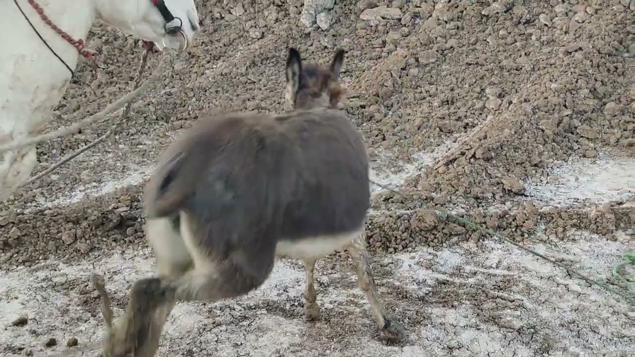 Коні Ваговози.Жеребець на Паровку.Привезли лошицю з Бачача.Коні Тернопільщини. 2025