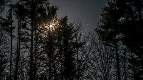 🌜💨 Powerful Wind in Moonlit Pines - (Natural Sleep Sounds)💨🌛