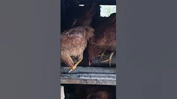 Ubworozi Bw Inkoko Ibyo Kurya Kwizera Kubandaho Zikajyira Ubuzima Bwiza 