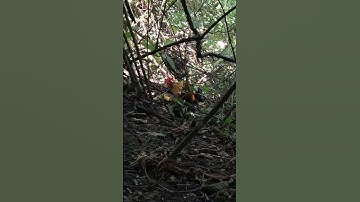 gà rừng mã  vàng phi vòng vòng hay quá.qaib qus daj khav tiag tiag