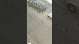 как в мультфильме Птички #birds
