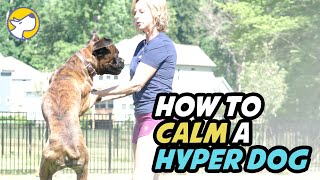 How To Calm A Hyper Dog
