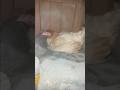 #shorts #birds #chicken #petvlog #dailyvlog #pets #kabutar #aseelmurga #hens #trending #chiks #birds