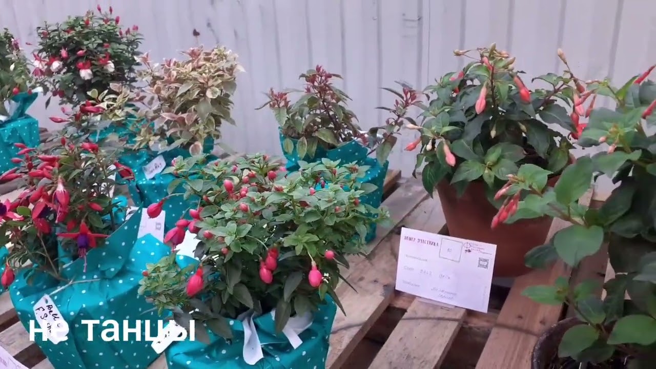 Фестиваль фуксий в Воздвиженском 10-11августа 2024г. Видеозарисовки.