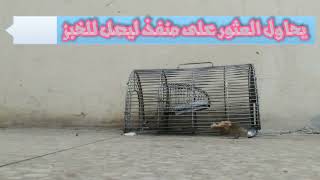 الطريقة الفعالة للتخلص من الفئران بشكل نهائي mice trap