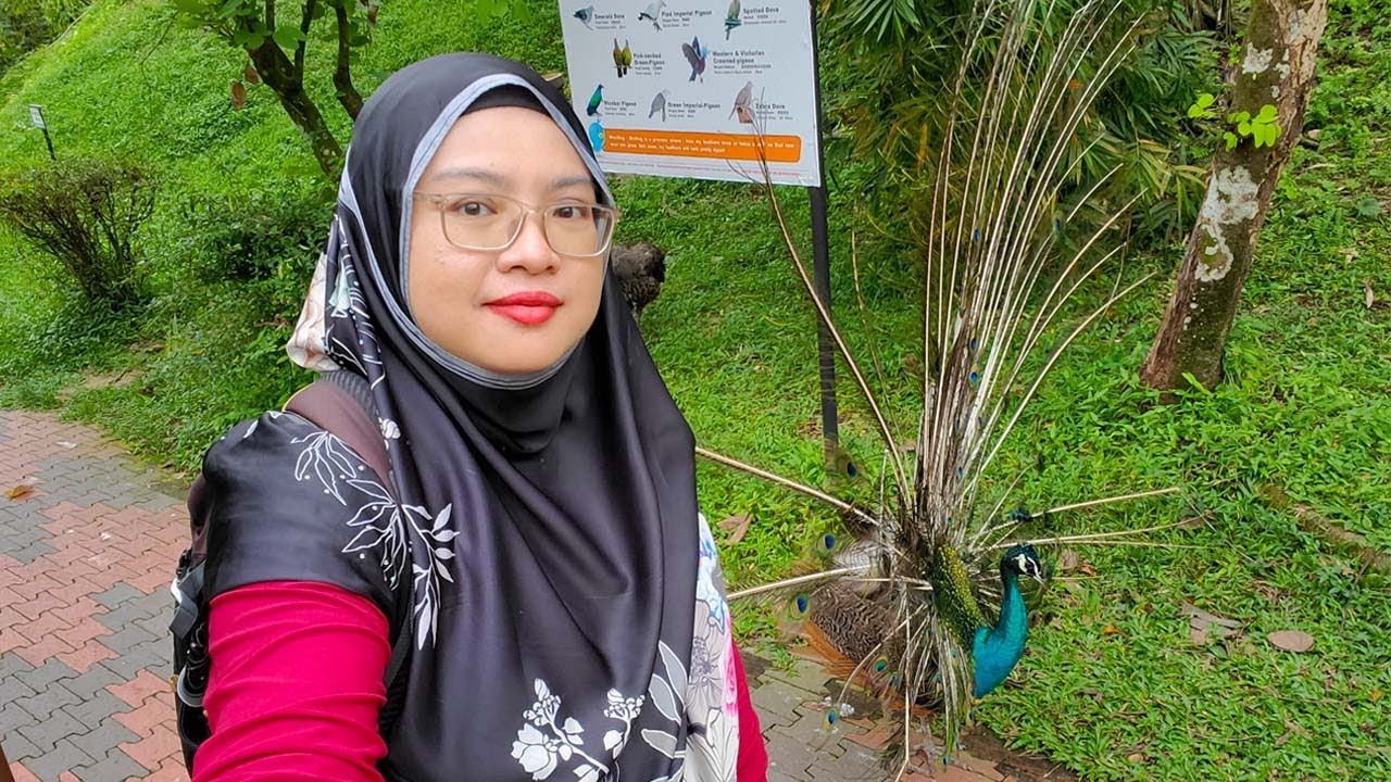 Will the Peacock Tail Feathers Grow Again? | KL Bird Park Ep 3