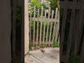 I miss the wild walkway