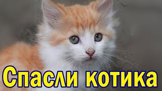 Котенок. Спасение животных. Спасли котика из огня