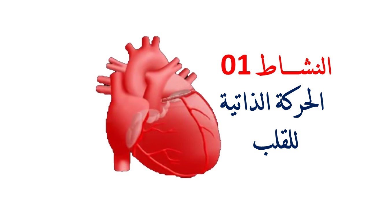 الحركة الذاتية للقلب اولى ثانوي