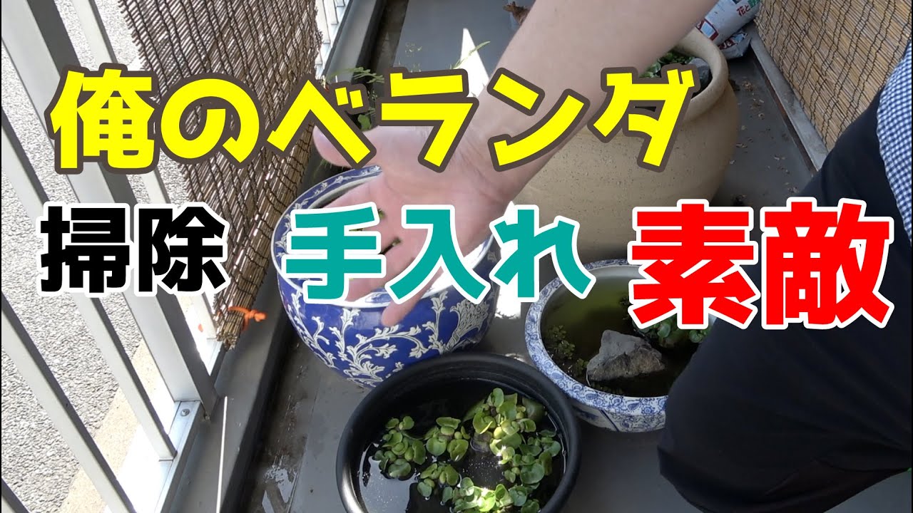 ベランダのビオトープ 定期メンテ のんびり掃除と水換え Youtube