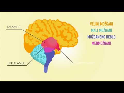 Video: Možgani Učenjaki
