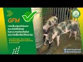 การปรับปรุงฟาร์มจากแบบเปิดให้เข้าอยู่ในระบบการป้องกันโรคและการเลี้ยงสัตว์ที่เหมาสม (GFM)