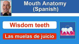 Detailed Mouth Anatomy in Spanish (review + quizzing)