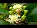 लौंग की खेती करे और लाखो कमाएं l/ Clove farming in India.