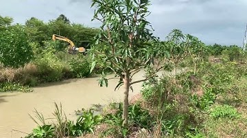 Giao lưu xoài cát hòa Lộc tàng dù, liên hệ Zalo #0988166558