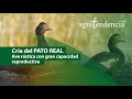 PATO REAL | Especie domesticada del pato silvestre Cairina Moschata