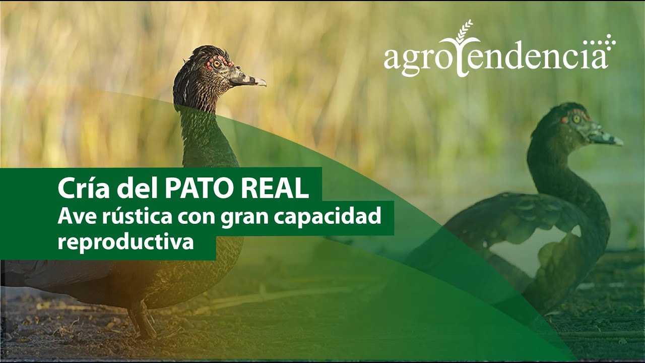 PATO REAL Especie domesticada del pato silvestre Cairina Moschata YouTube