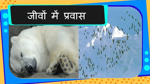 Science - Animal Migration and Winter Adaptations - Hindi