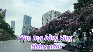 Review: Mùa hoa bằng lăng tháng năm ở Hà Nội (Lagerstroemia flower season in May) Hà Nội I Thang Vu