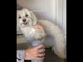 Portable Dog Paw Cleaner Cup