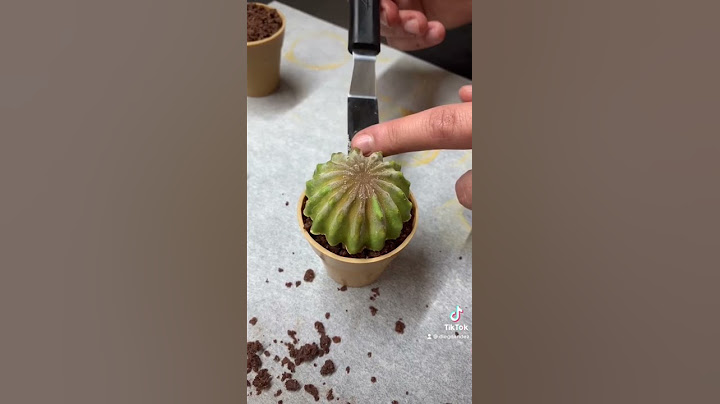 Cactus, que se come #pastry #pastrychef #chocolate #pasteleria #pastry_cake