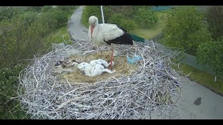 UA Лелека Грицько. Трансляція ранкова годинка. #лелекагрицько #birdwatching #storks