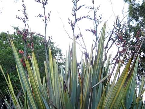  New Zealand  flax plant  YouTube
