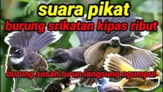 suara pikat super ampuh burung srikatan kipas ribut