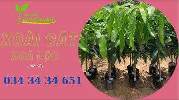 Cây giống Tiên Garden| Xoài cát hoà lộc mới về| 0343434651