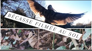 CHASSE A LA Bécasse /Scène incroyable .Bécasse arrêtée , filmée , attrapée et relâchée