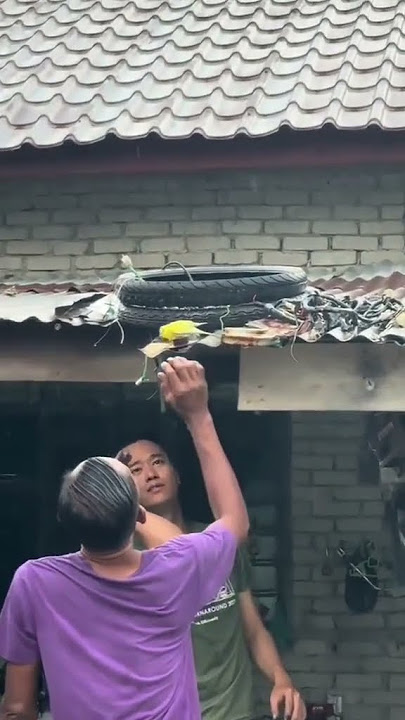 burung bandangan lepas‼️perhatikan yang baju ijo pake jurus ular 🐾bikin kabur aja😀