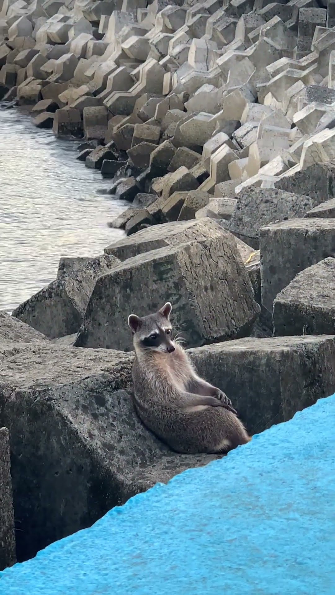 Raccoon Relaxes On Waterside Rocks || ViralHog