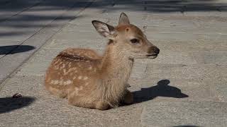 激カワBaby鹿ちゃんに外国人観光客もうっとり