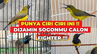 5 CIRI CIRI SOGON BERMENTAL FIGHTER❗PASTIKAN SOGONMU SALAH SATUNYA❗