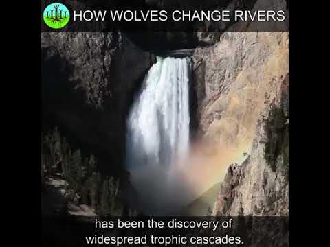 How wolves change Rivers