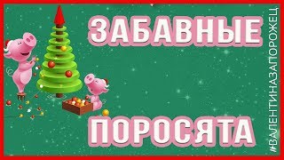 Бесплатный проект Стили и Переходы Забавные поросята Proshow Producer