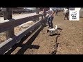 Rats vs Terrier - Cattle Feedlot Ratting