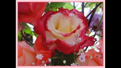 سورة ق كاملة.تلاوة شجية عذبة نقية يتلوها علينا الشيخ عبيدة موفق حفظه الله.