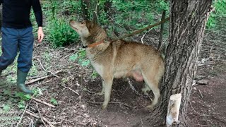 Беременную от волка лайку привязали к дереву и оставили так. Она боролась до последнего