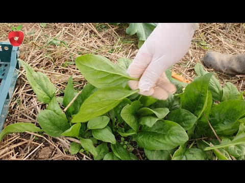 Video: Kan spinat vokse indendørs: Sådan dyrkes indendørs spinatplanter