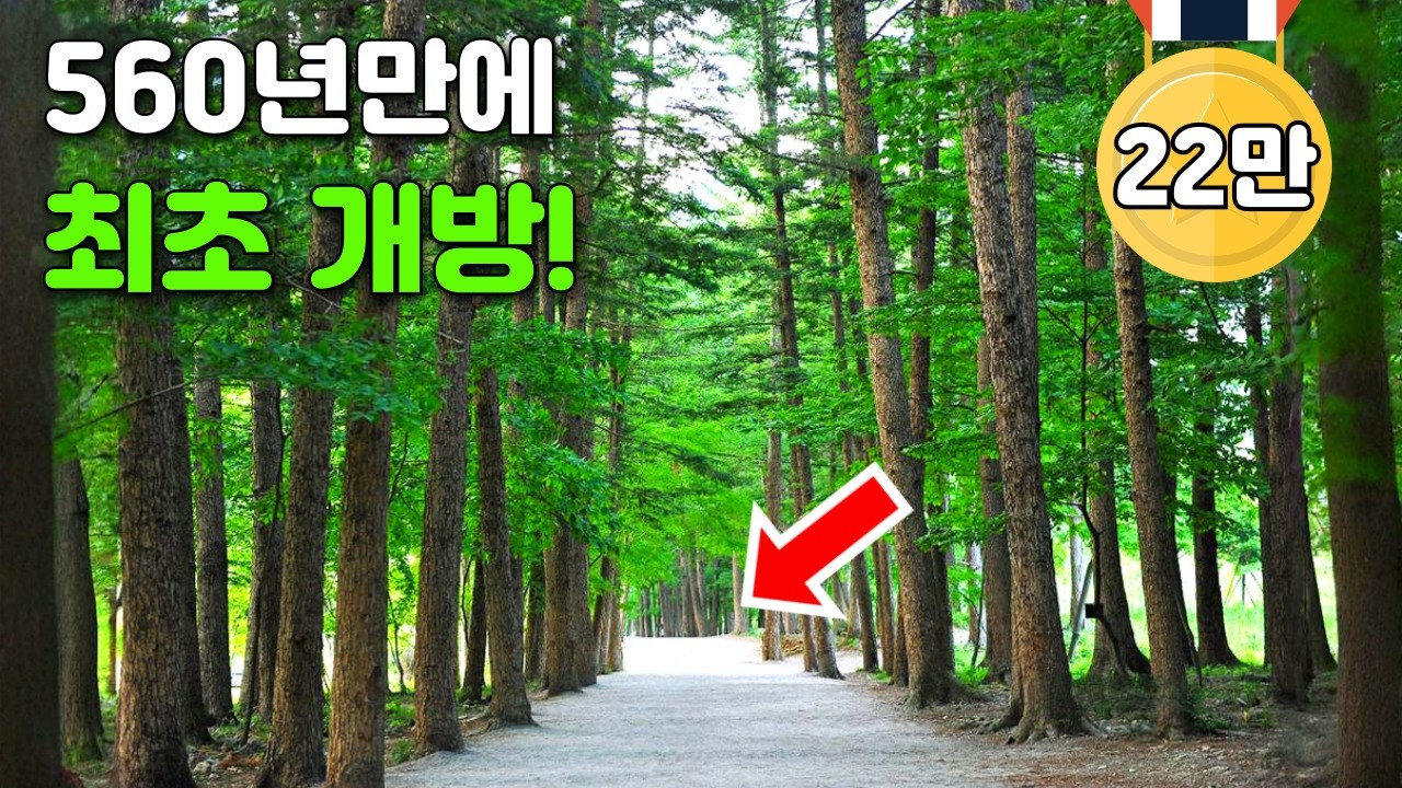 🚇 서울에서 1시간! 걷기 쉽고, 피톤치드 가득한 국보급 숲길 트레킹 여행, 정말 힐링 되네요! | 대중교통 당일치기 여행