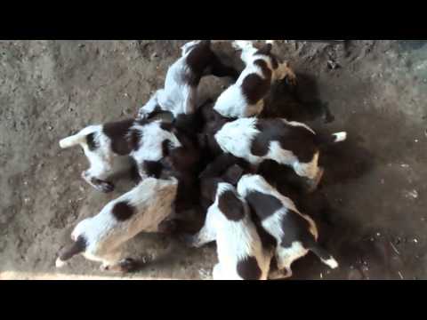 დრათჰაარი