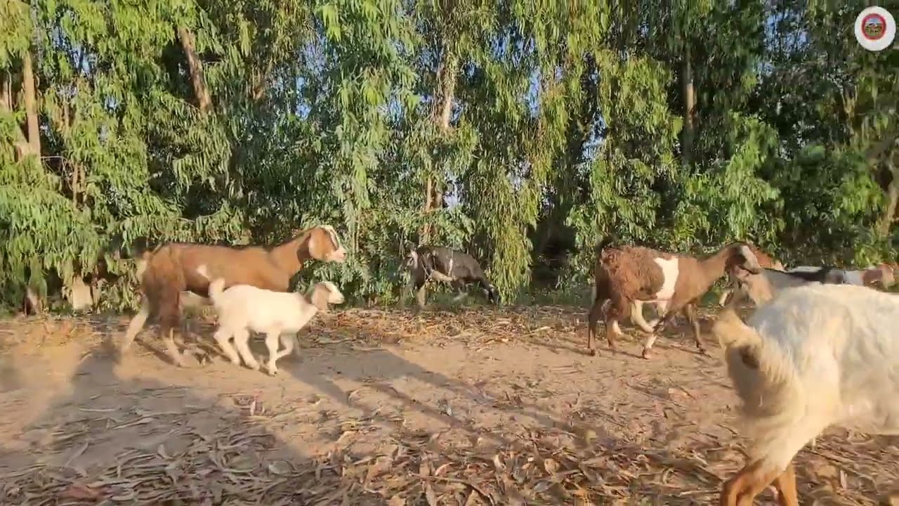 Goat activity to eat grass