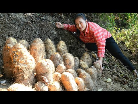 يوم تام المحظوظ حصاد الجذور الشائكة العملاقة من الجبال وإحضارها إلى السوق لبيعها