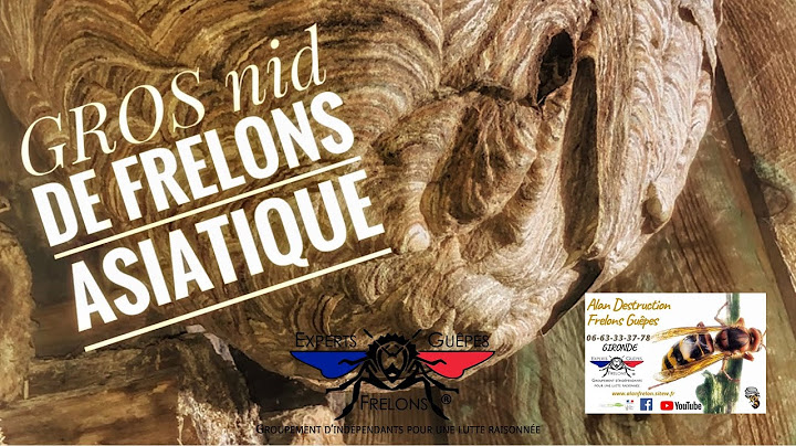 Nid de Frelons asiatiques à hauteur d’homme, en fin de saison, à Saint Morillon